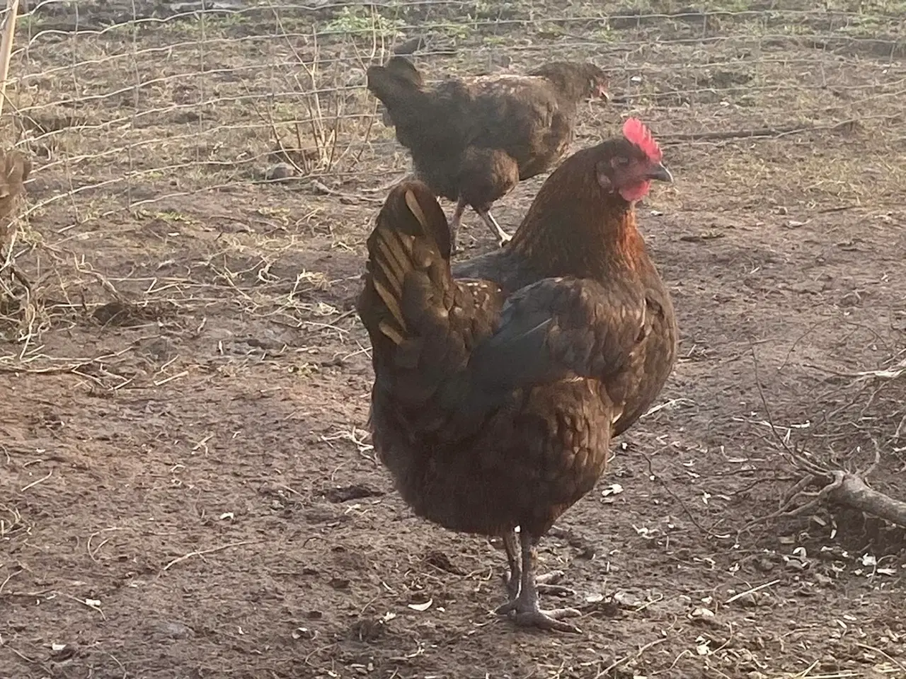 Billede 3 - Daggamle kyllinger 