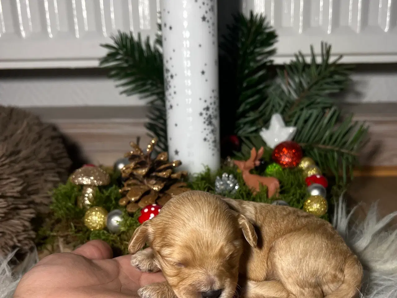 Billede 3 - Cavapooo