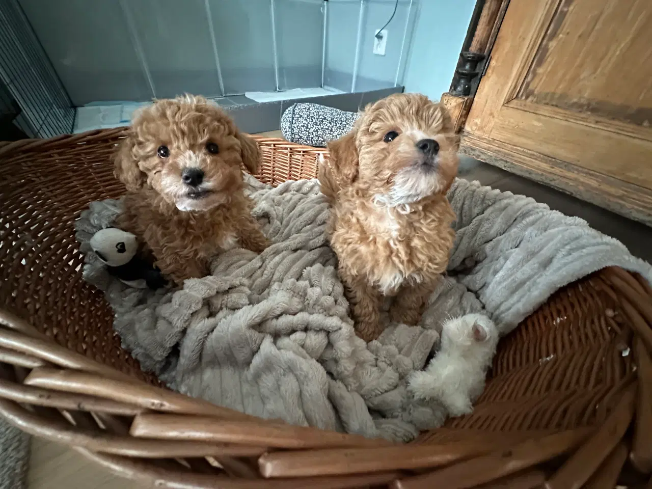 Billede 4 - Bichon Frise / Pood (Bomuldshund) hvalpe - 8uger