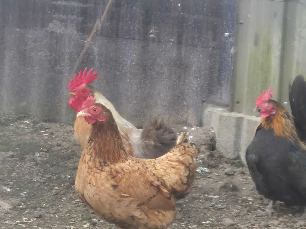 Billede 2 - Hej jeg har 2 Høns og 1 Haner kochin