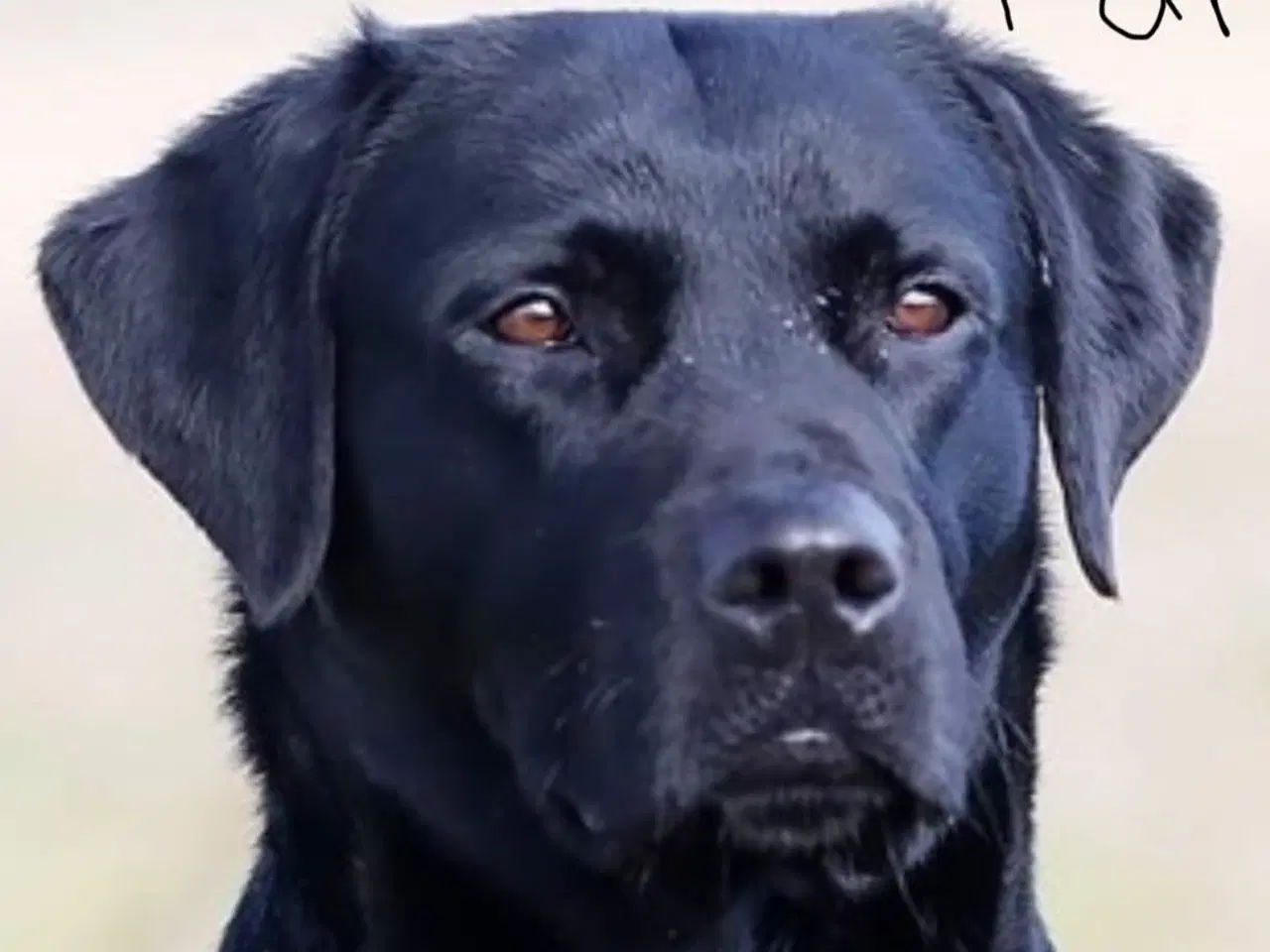 Billede 5 - Labrador F1 hvalpe