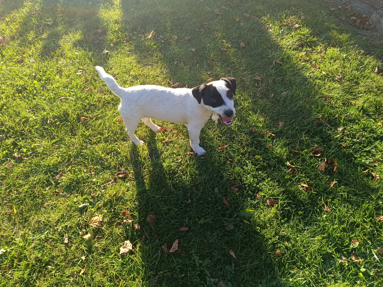 Billede 4 - Jack Russel Hvalpe