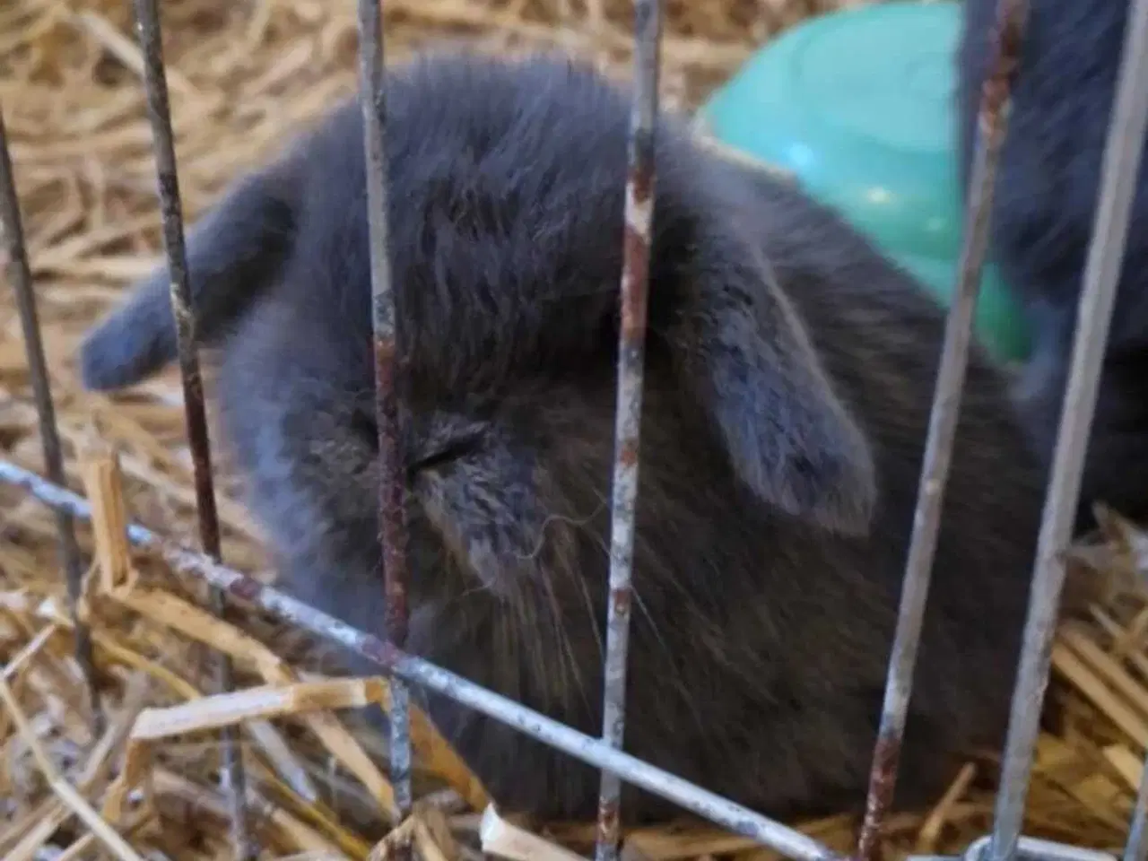 Billede 9 - Mini Lop Kaninunger