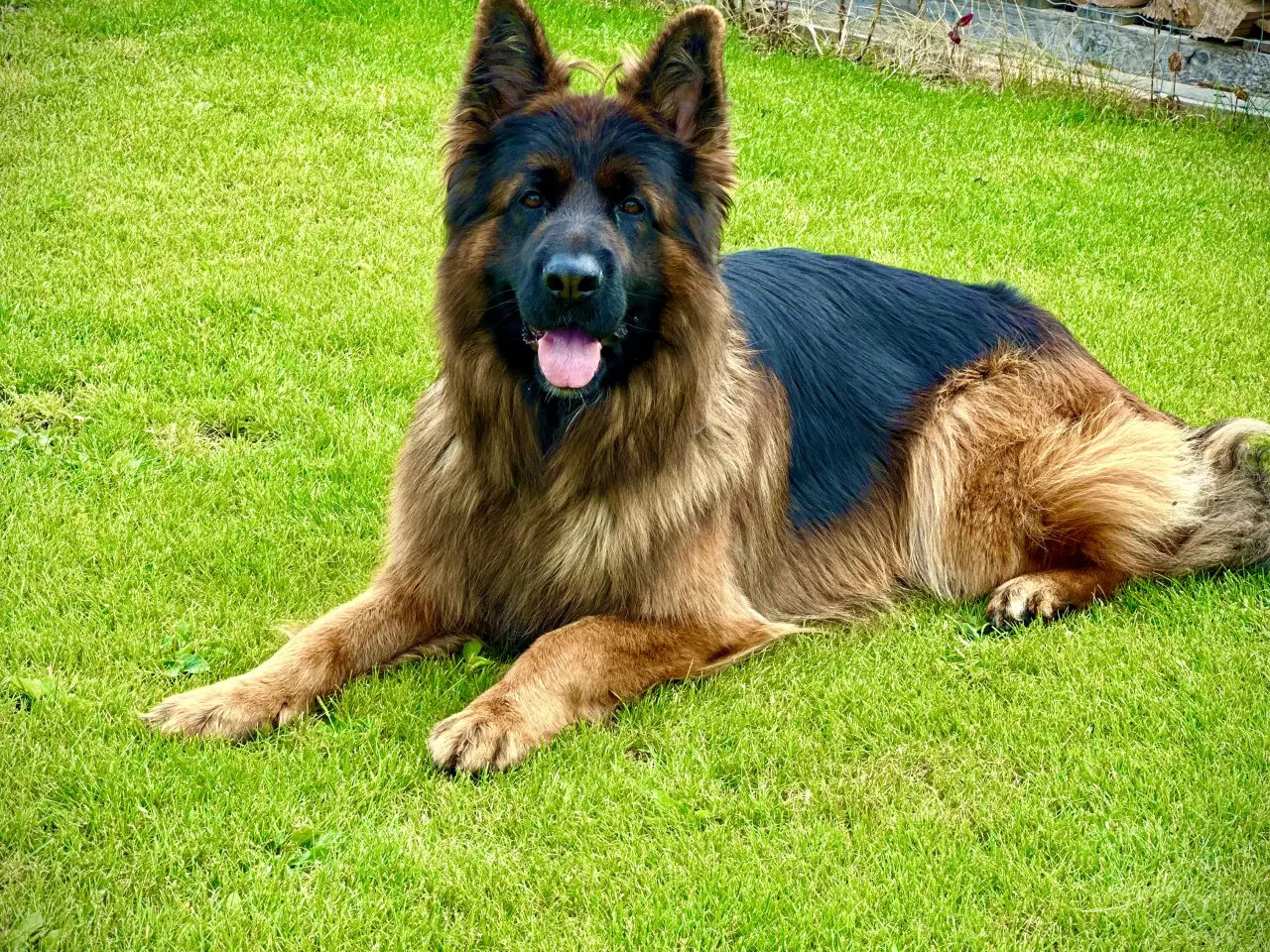 Billede 8 - 4 uger gamle ægte langhåret schæferhvalpe sælges, 