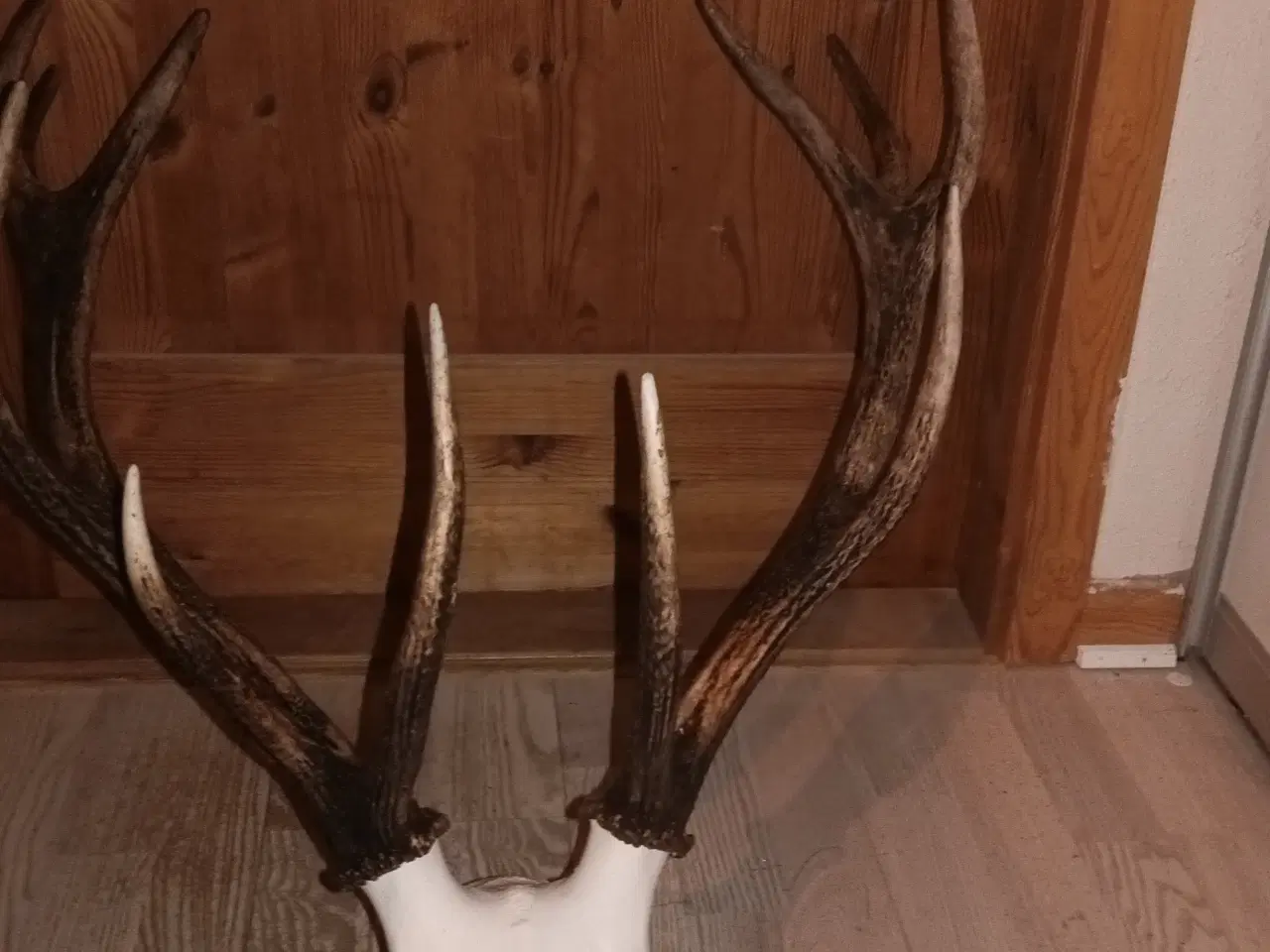 Billede 5 - Kronhjorte gevir