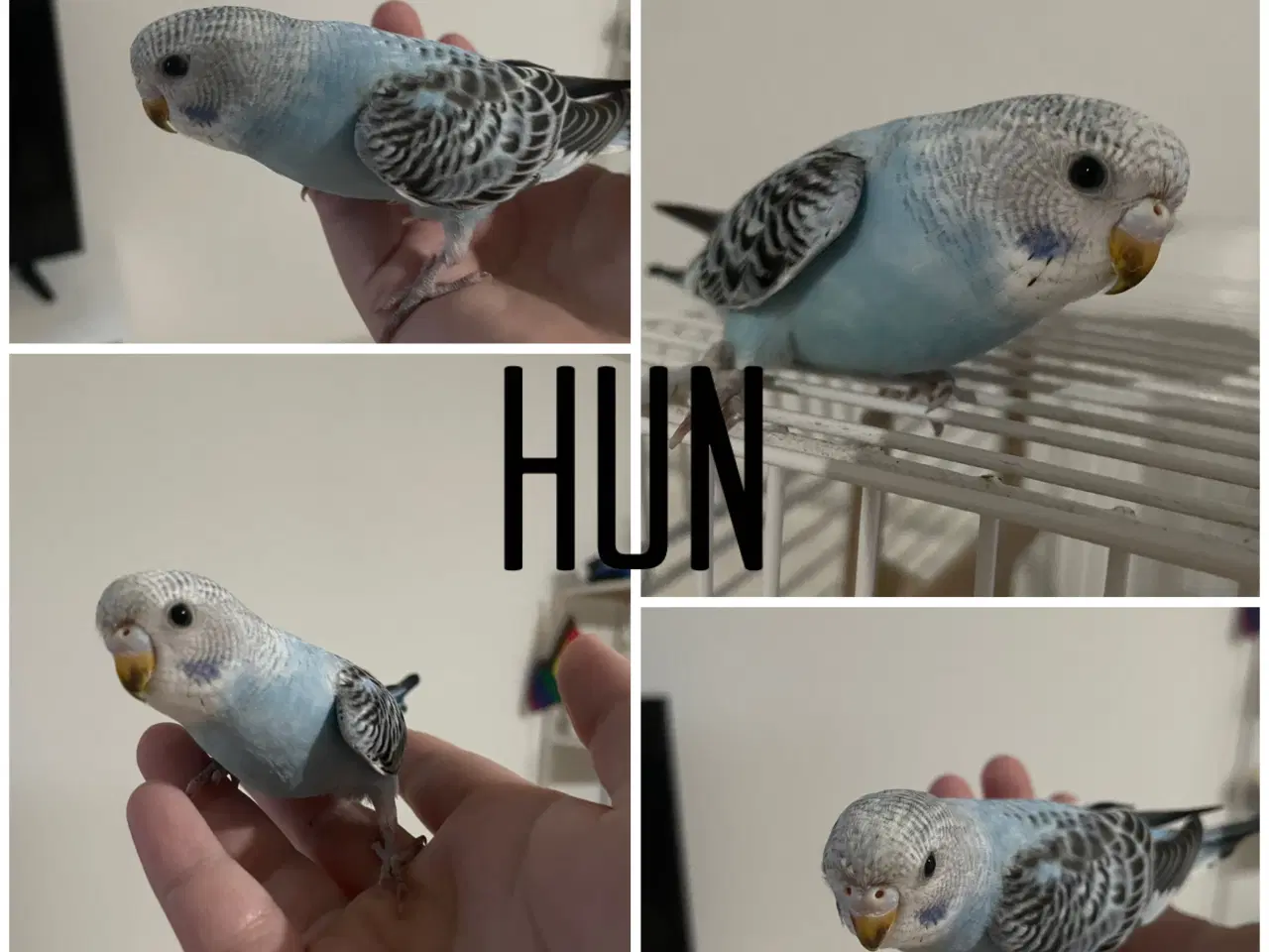 Billede 1 - Hun undulat unge