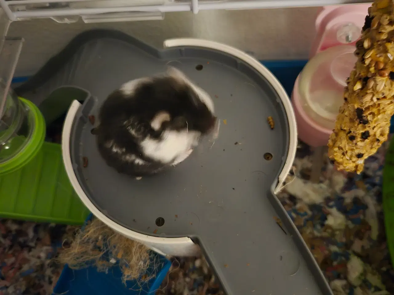 Billede 3 - Søde dværghamstere søger nyt hjem