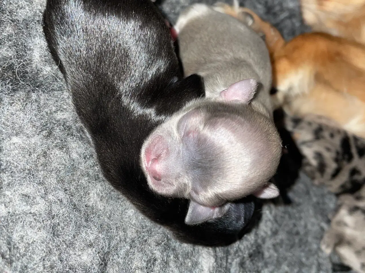 Billede 4 - Chihuahua hvalpe