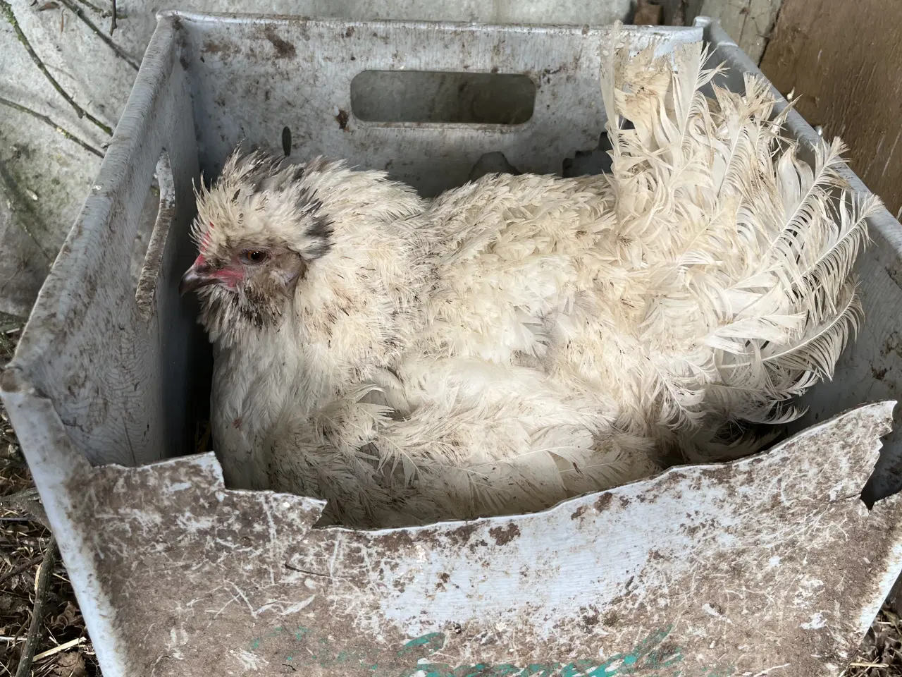 Billede 1 - skrukhøne Grønlægger høne sælges