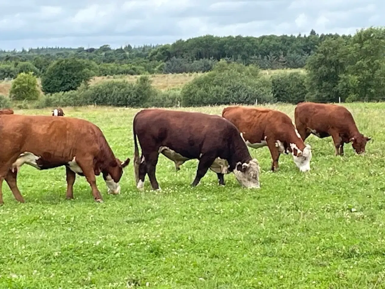 Billede 5 - Hereford avls tyr