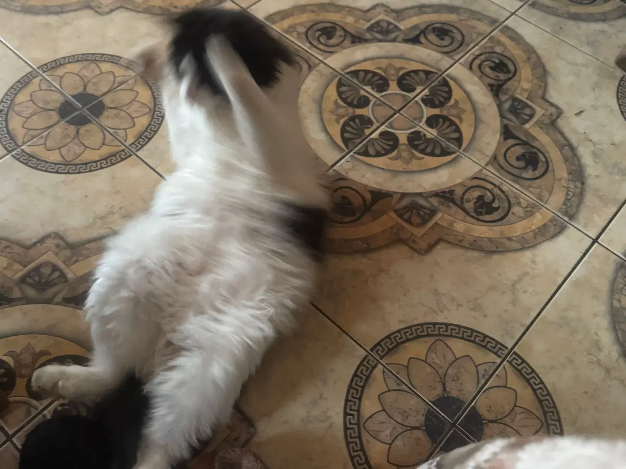 Billede 4 - Han kat nordskov blanding  med  læng hår 6 mnd gam