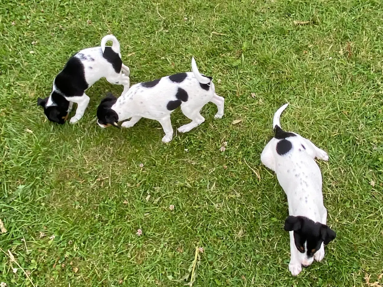 Billede 5 - Dansk-svensk gårdhund trefarvet