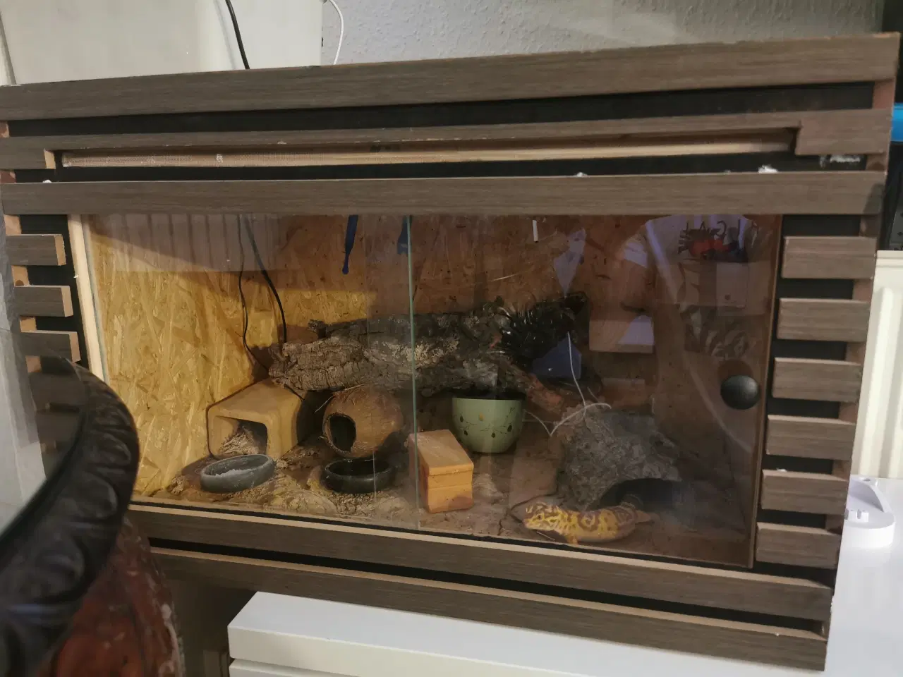 Billede 4 - Leopardgekko med terrarium 