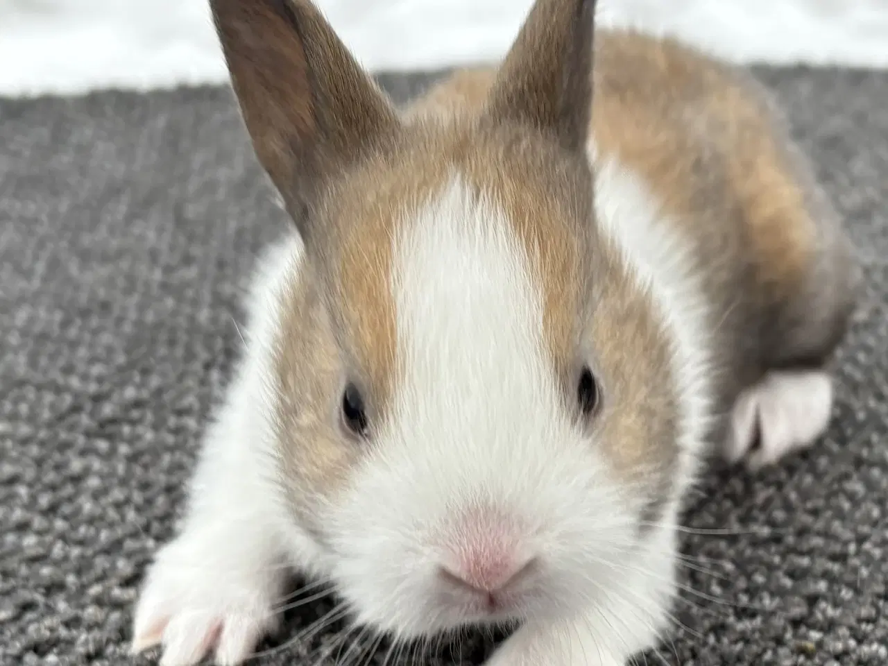 Billede 4 - HOLLÆNDER HUN MADAGSACAR