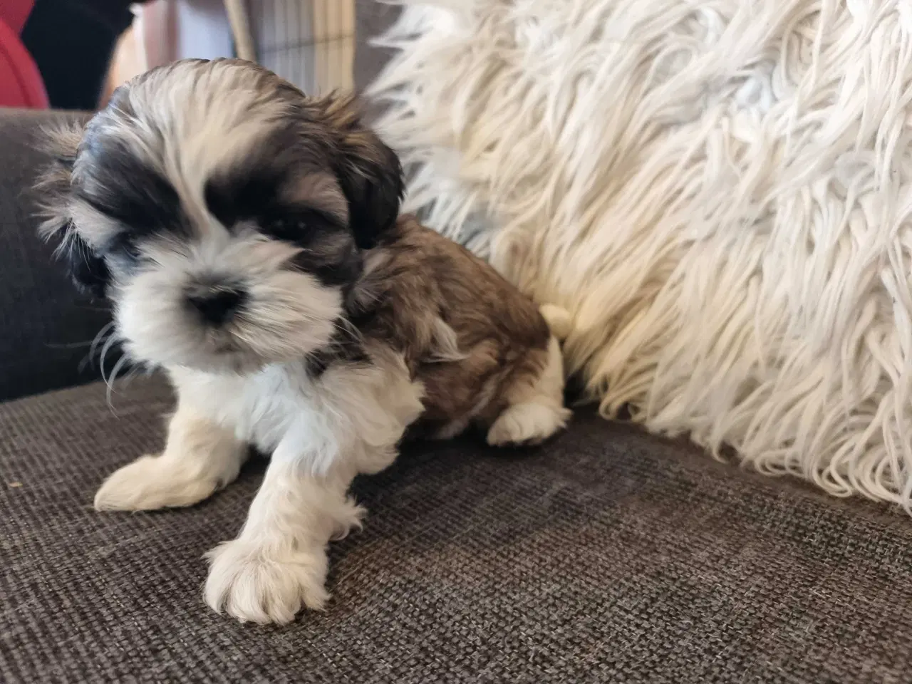 Billede 5 - Shih tzu hvalpe 