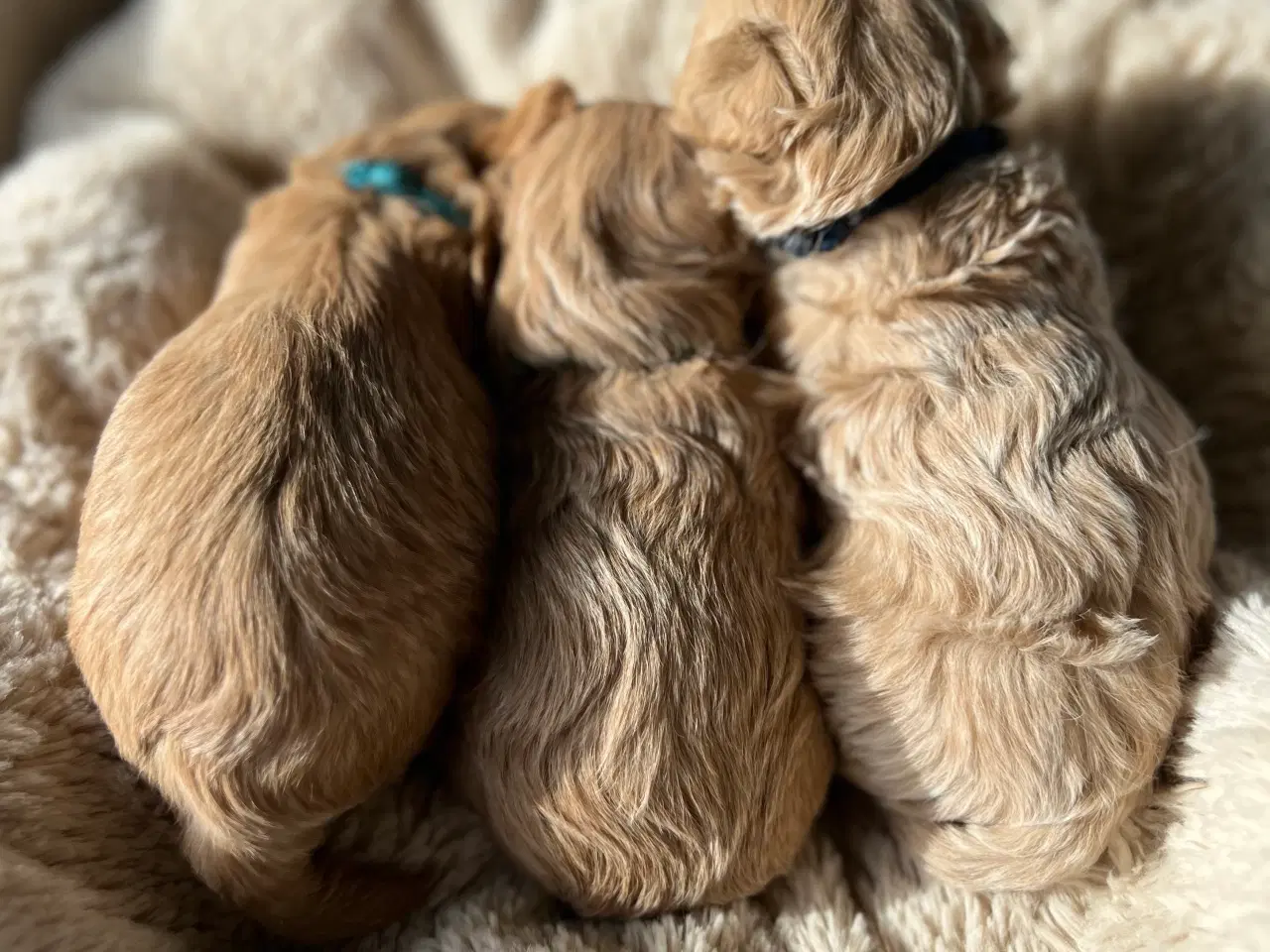 Billede 5 - Teacup Maltipoo 
