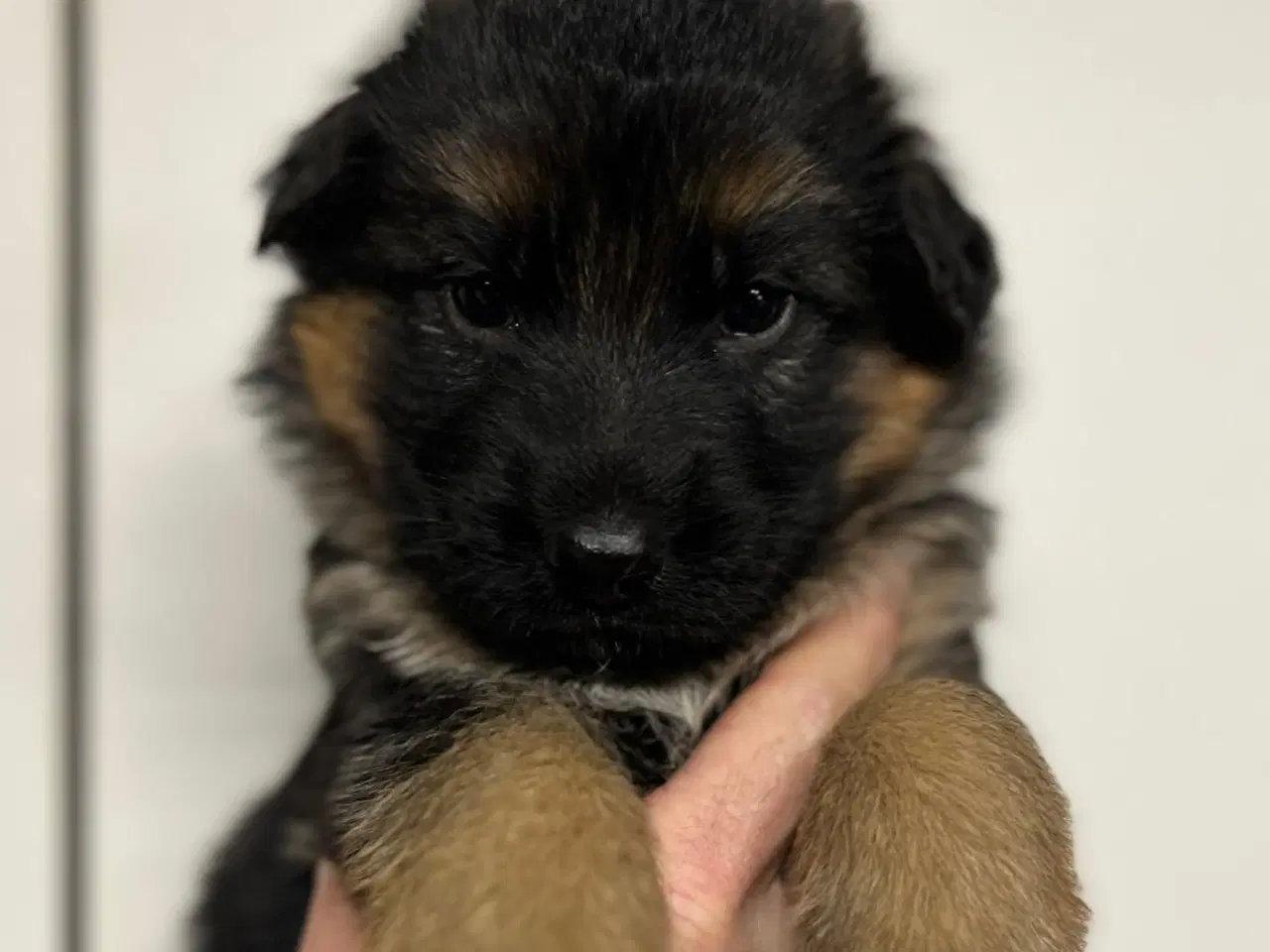 Billede 10 - Langhåret og korthåret schæfer hvalpe