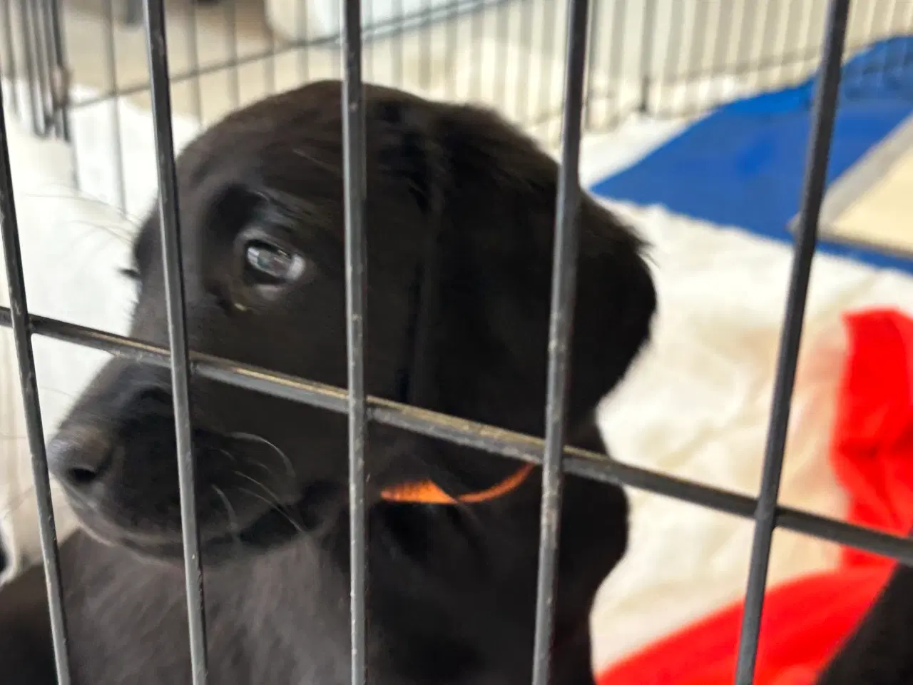 Billede 3 - Labrador Retriever blanding