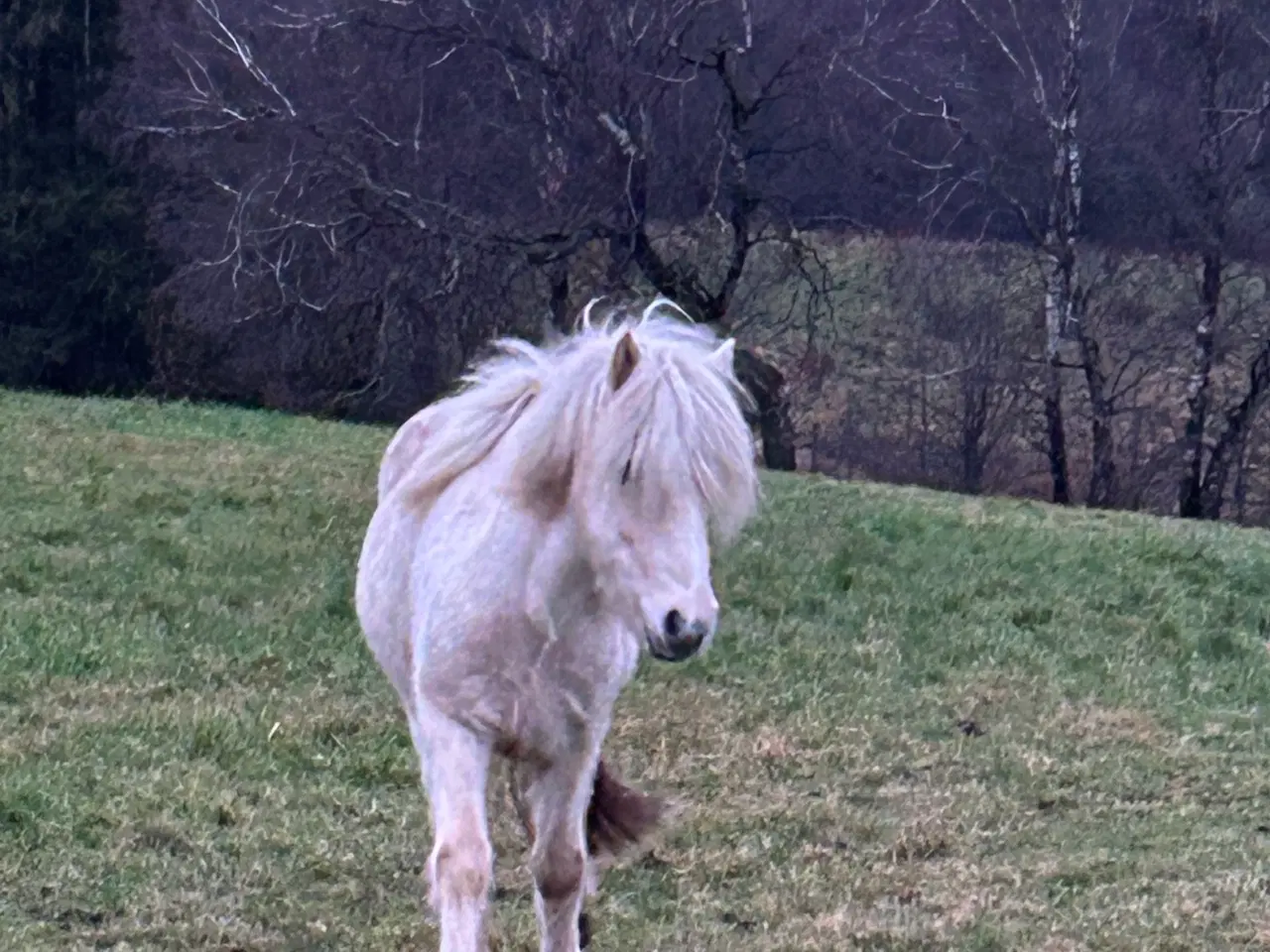 Billede 1 - Islænder palomino hoppe på 6 år