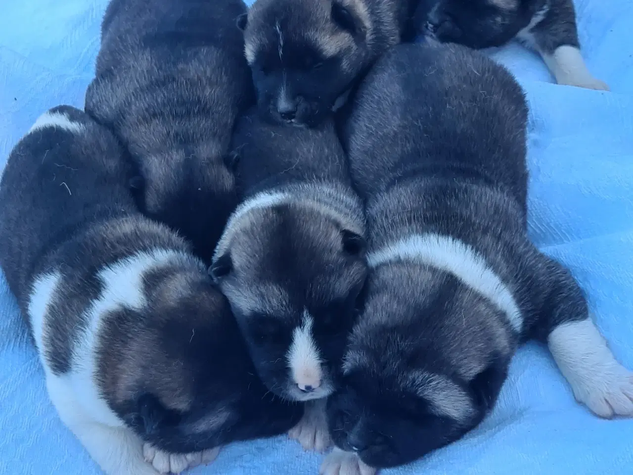 Billede 3 - Hundehvalpe Akita American 