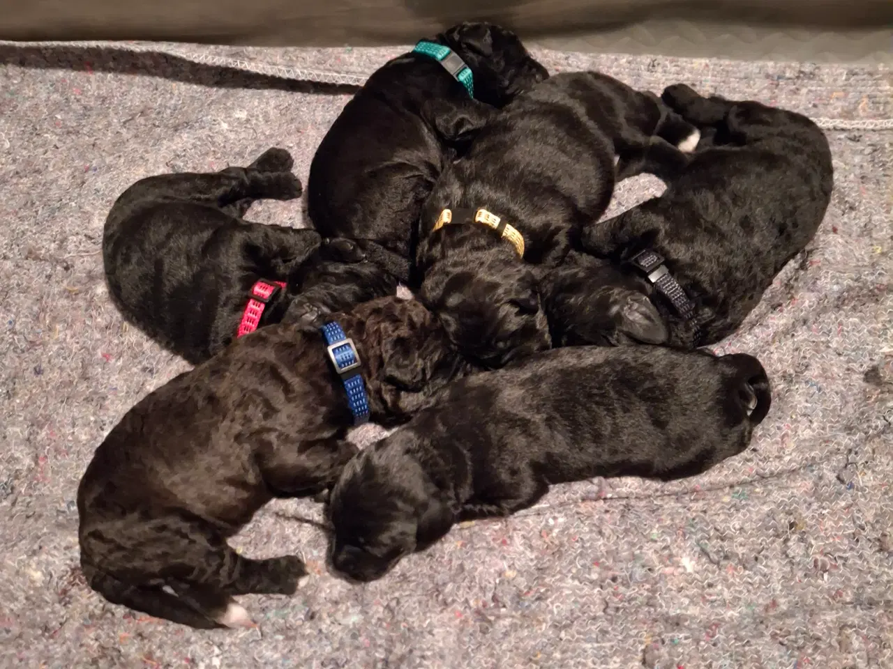 Billede 6 - Skønne Labradoodle hvalpe 