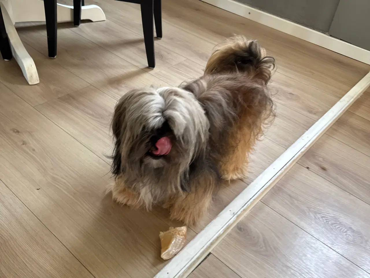 Billede 4 - Lhasa apso han 