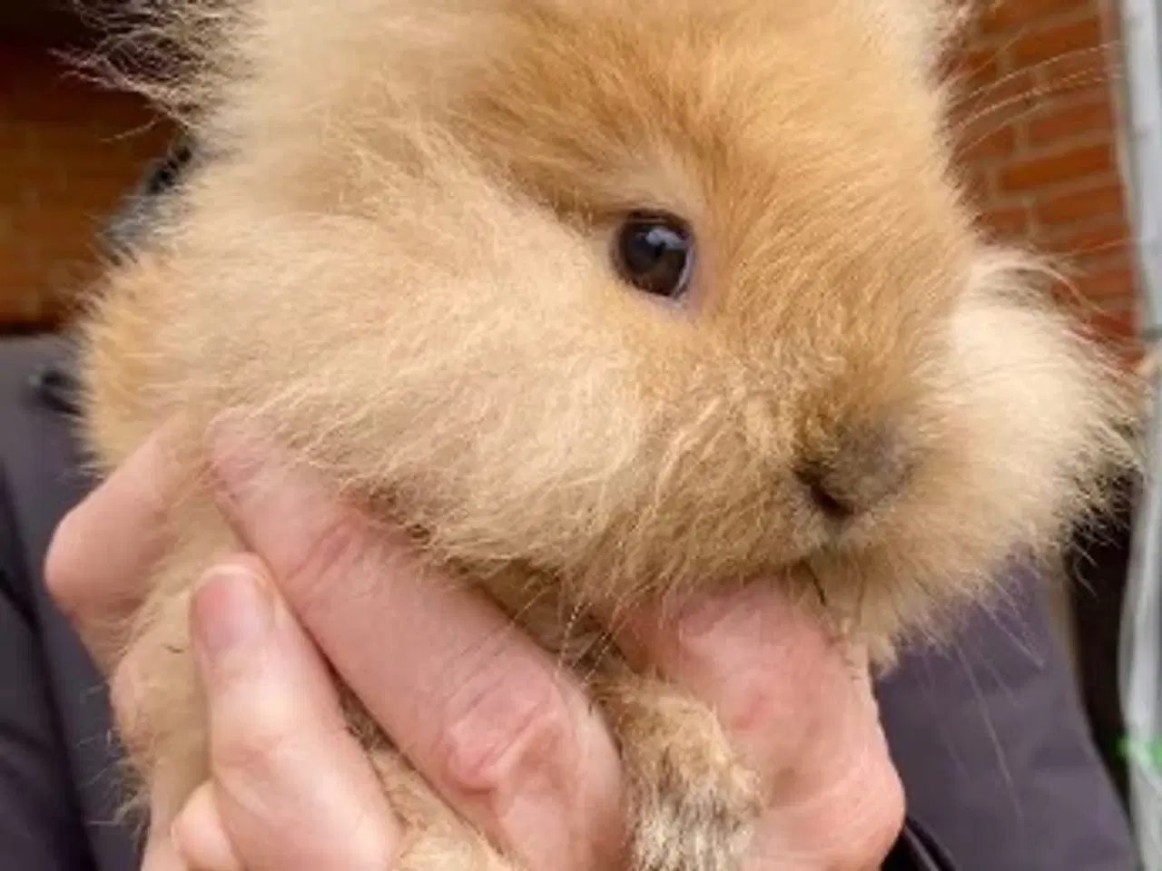 Billede 1 - Søde kaninunger søger nye kærlige hjem 🐰