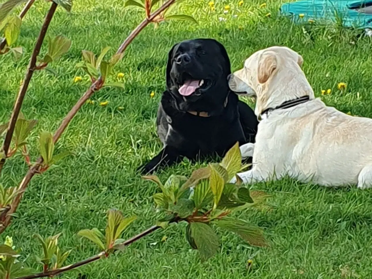Billede 2 - Labrador hvalpe salgsklare 23/8