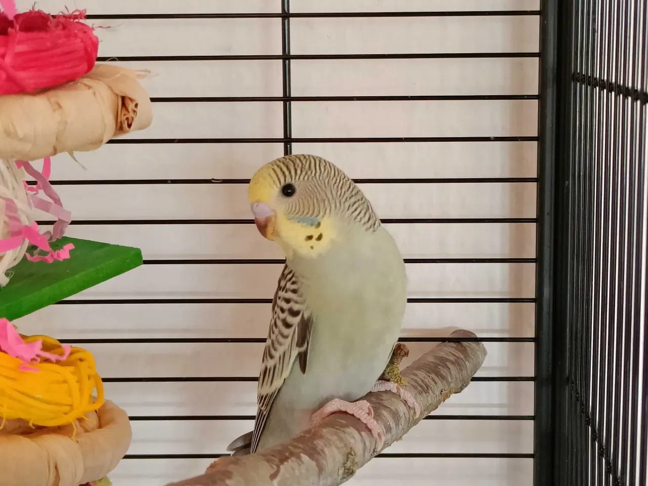 Billede 1 - Jeg mangler et hjem 