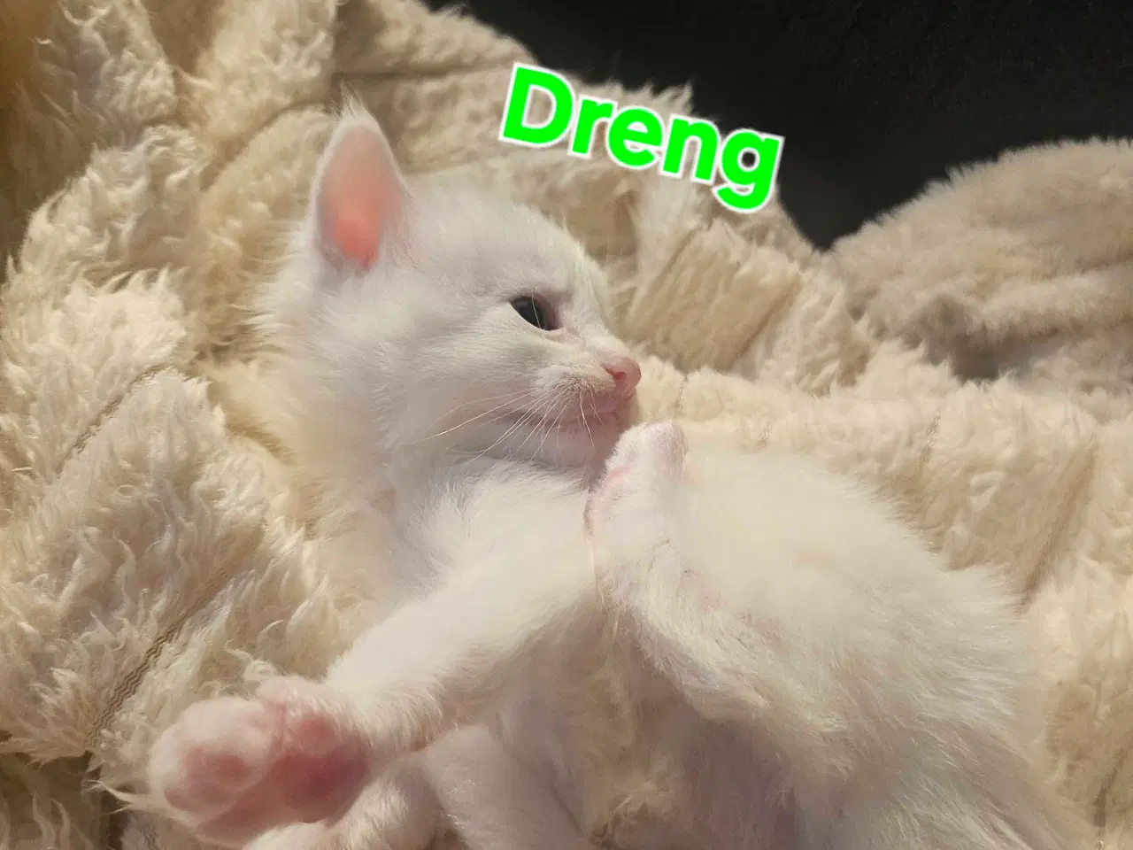 Billede 14 - Maine coon killinger 