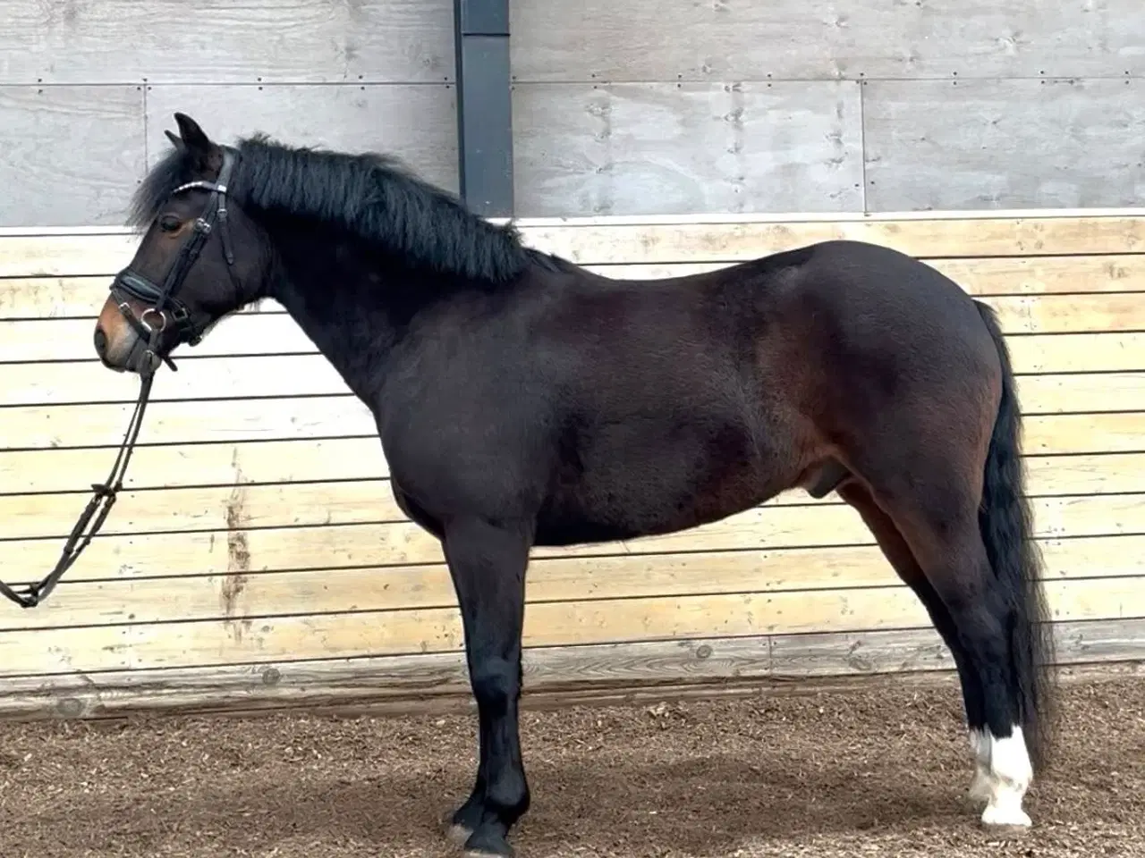 Billede 6 - Allround 2’er pony søger sin nye familie 