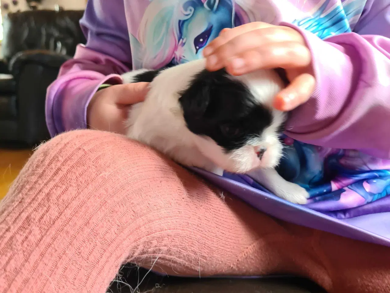 Billede 10 - Japanese chin hvalpe 