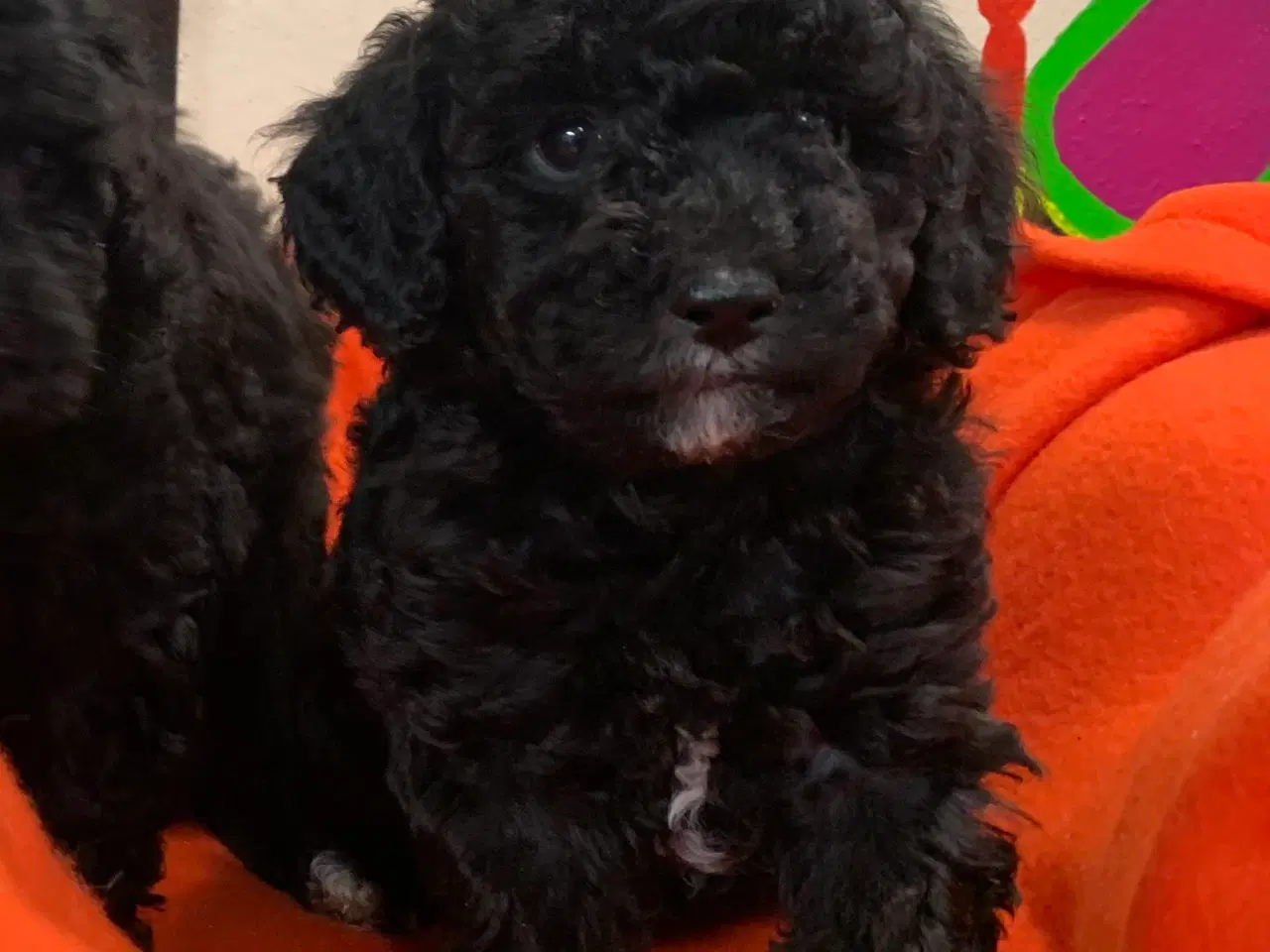 Billede 7 - Små fine mini Maltipoo babyer