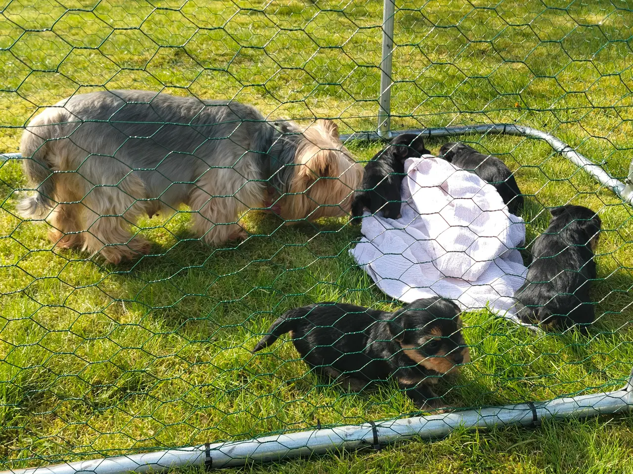 Billede 4 - York terrier 