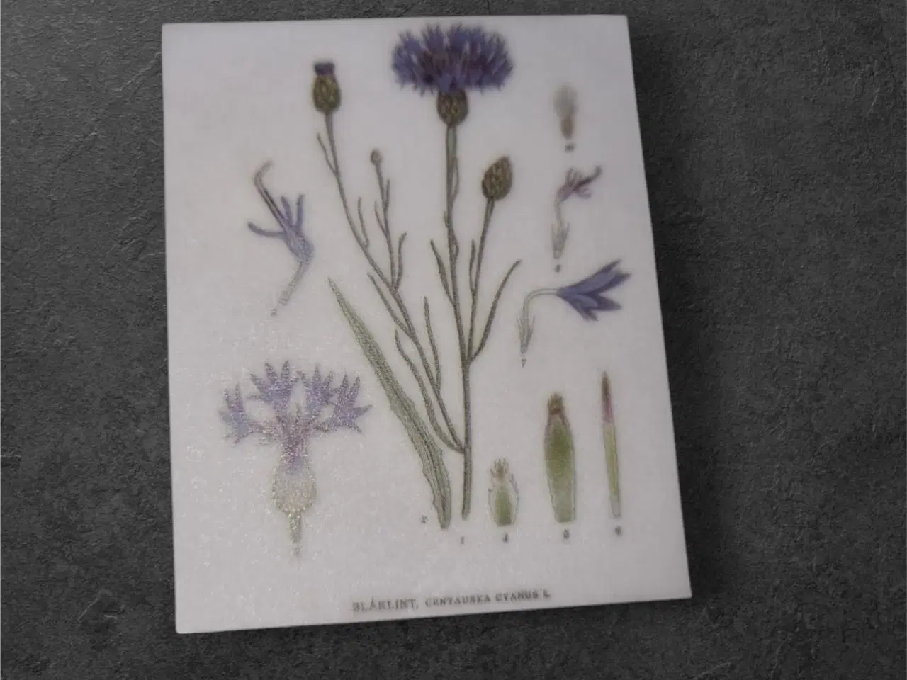 Billede 1 - Fang Naturens Skønhed med Vores Kornblomst-Papirar