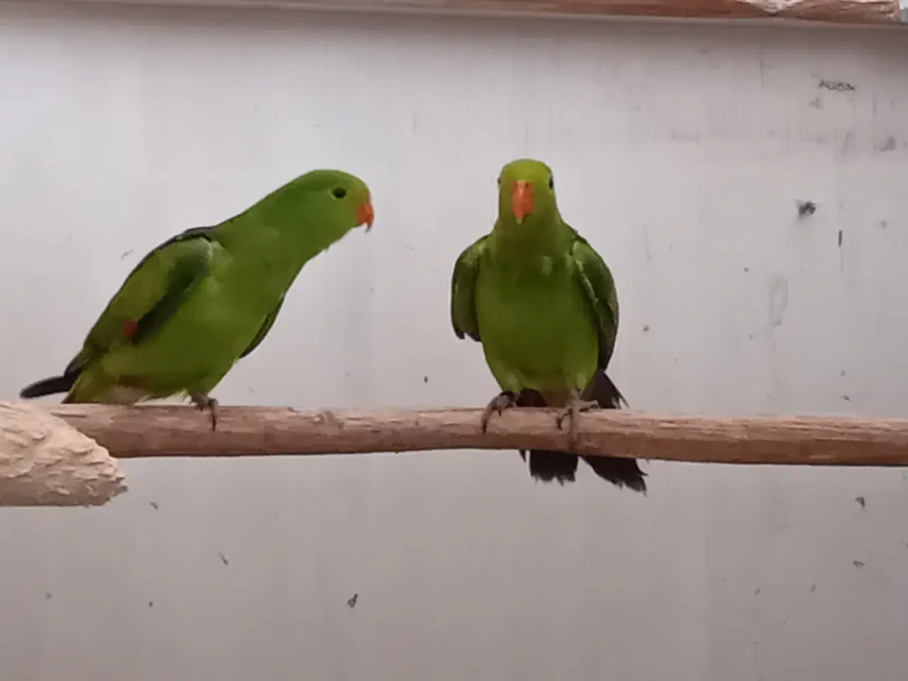 Billede 2 - 3,0 Rødvinget