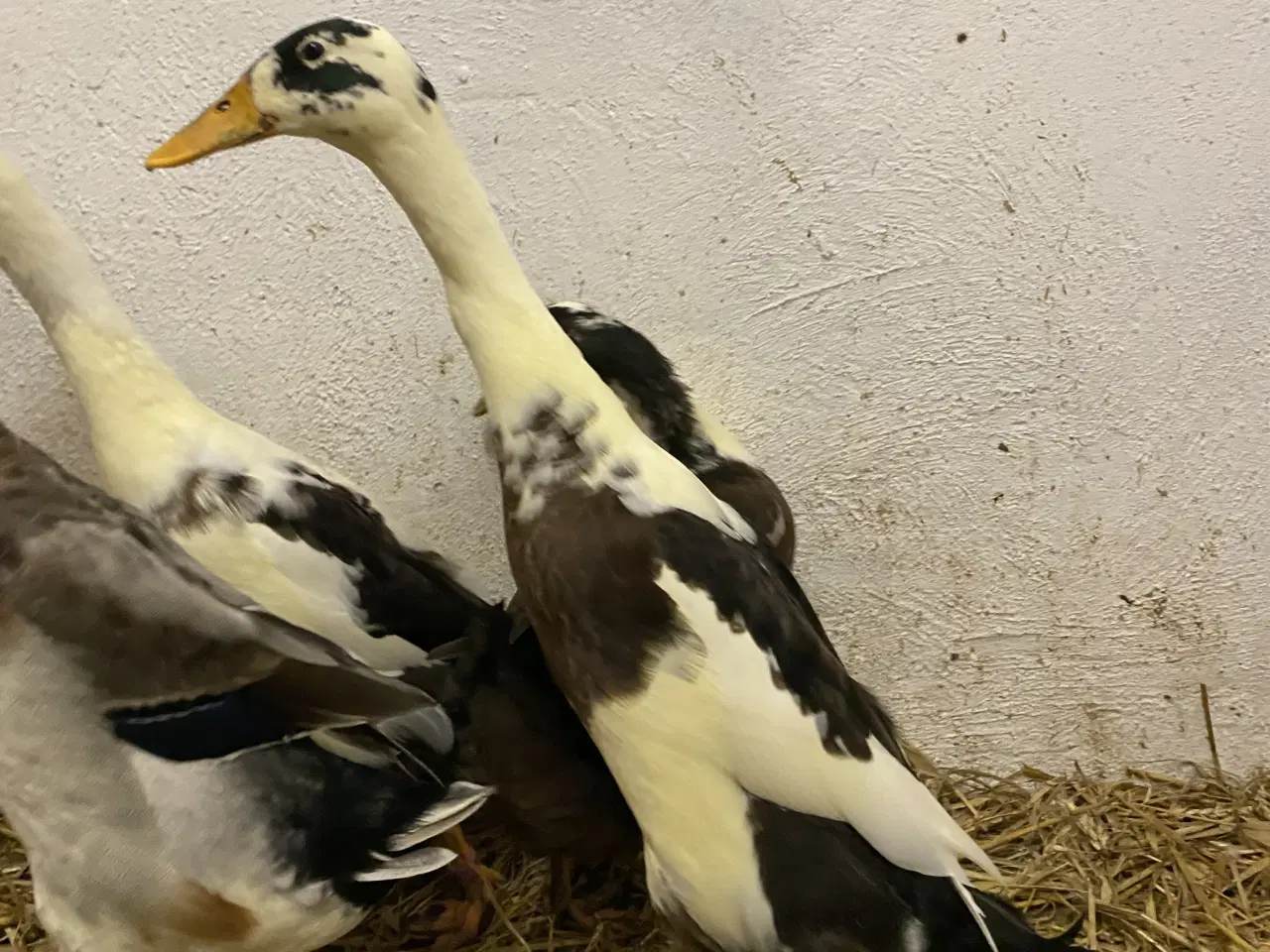 Billede 3 - Søde løbeænder søger nye hjem 🦆💚