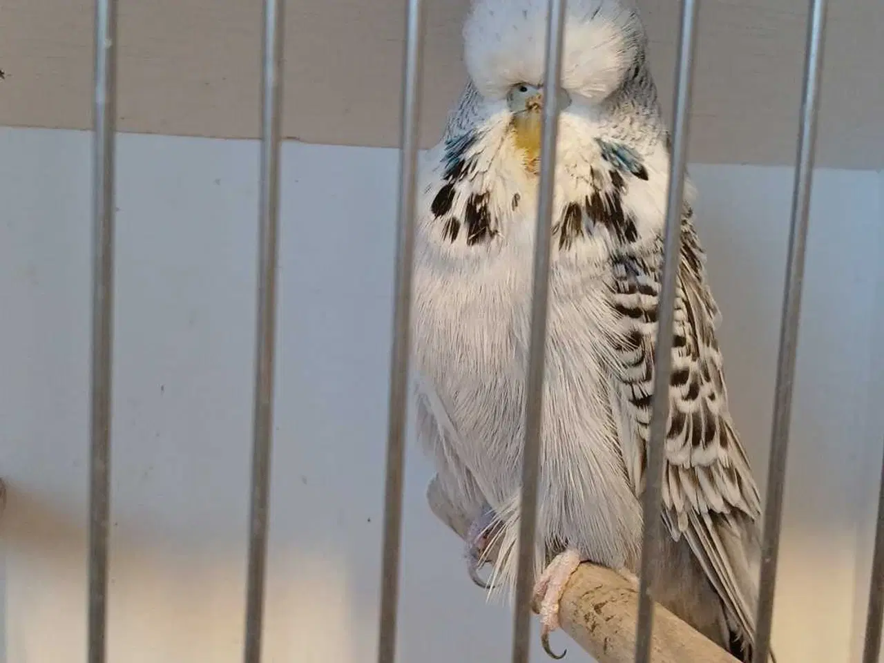 Billede 8 - Engelske undulater hun