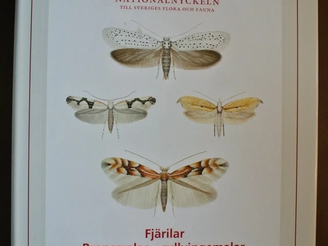 Billede 1 - fjärilar: bronsmamalar-rullvingemalar. lepidoptera