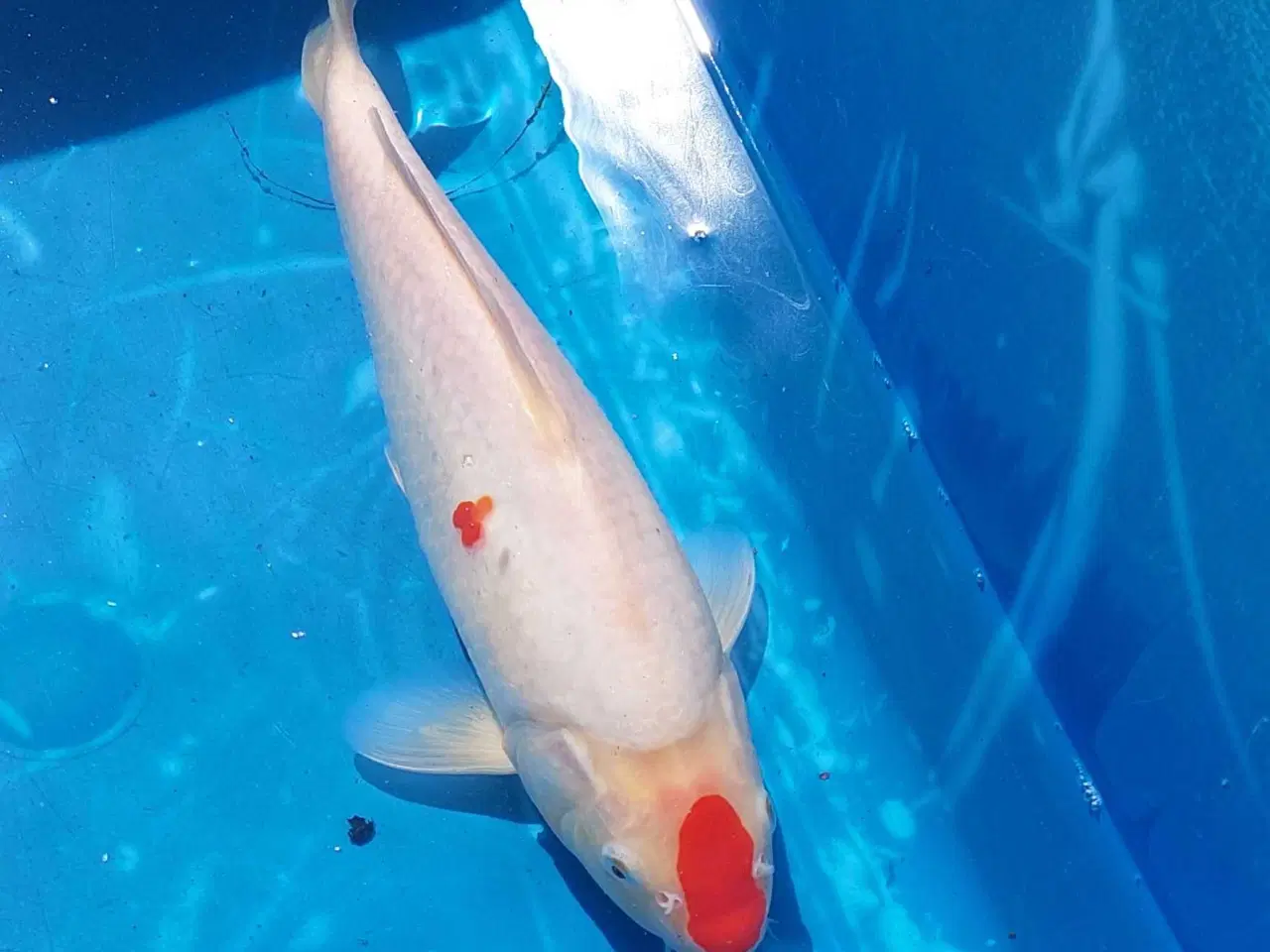 Billede 2 - Koi 35 cm