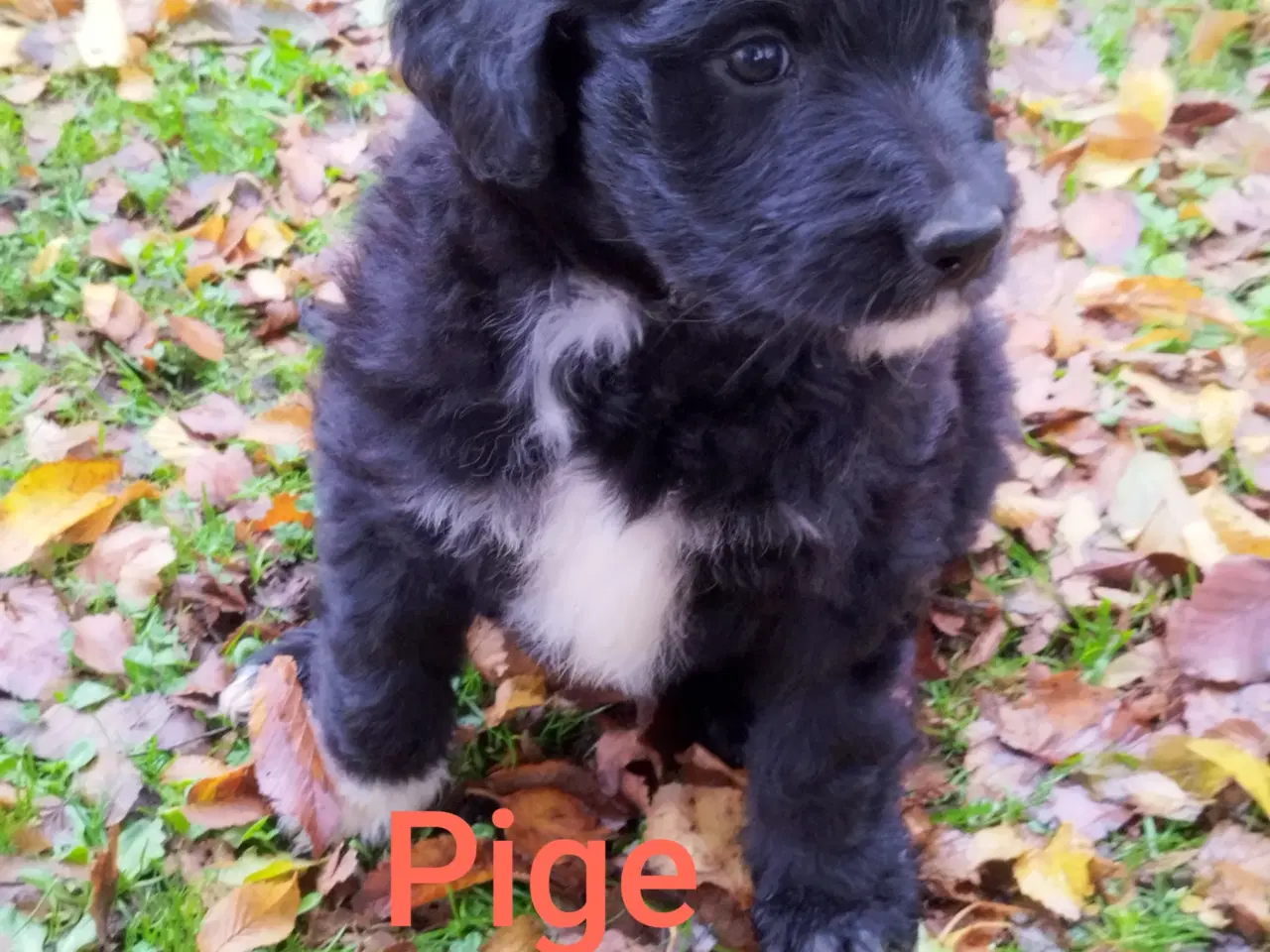 Billede 5 - Bordoodle (Border Collie & Poodle Mix):
