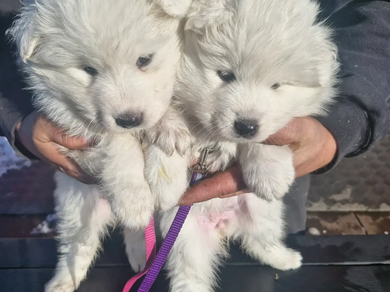 Billede 4 - Hvalpe søger nye hjem