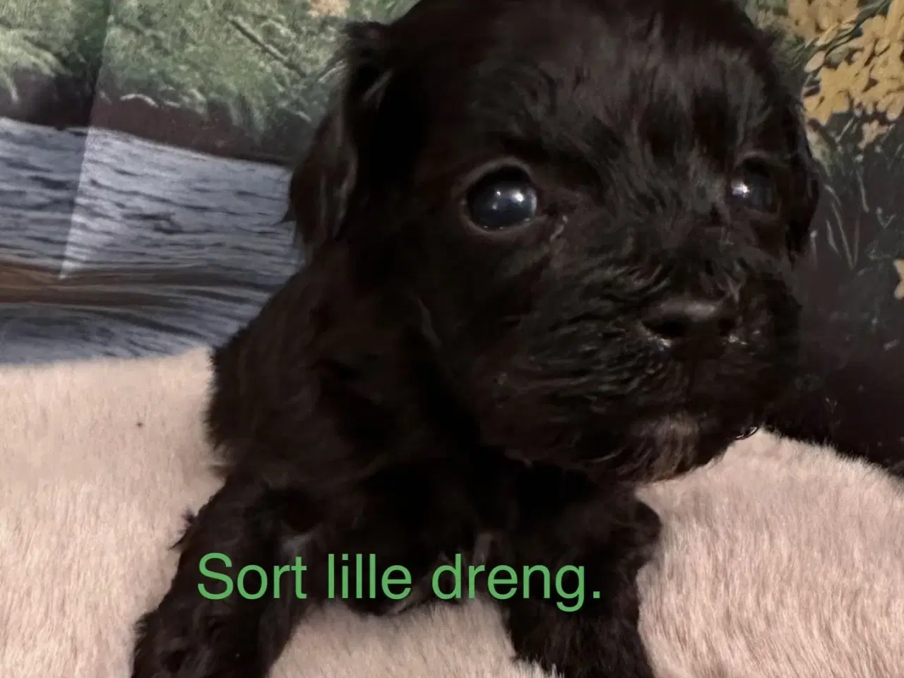 Billede 2 - Havapoo hvalpe. 