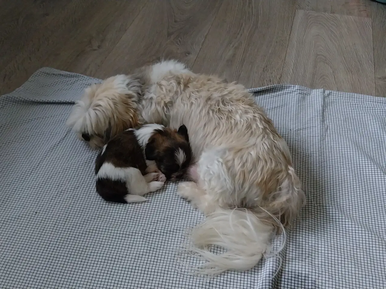 Billede 14 - Shih Tzu hvalpe