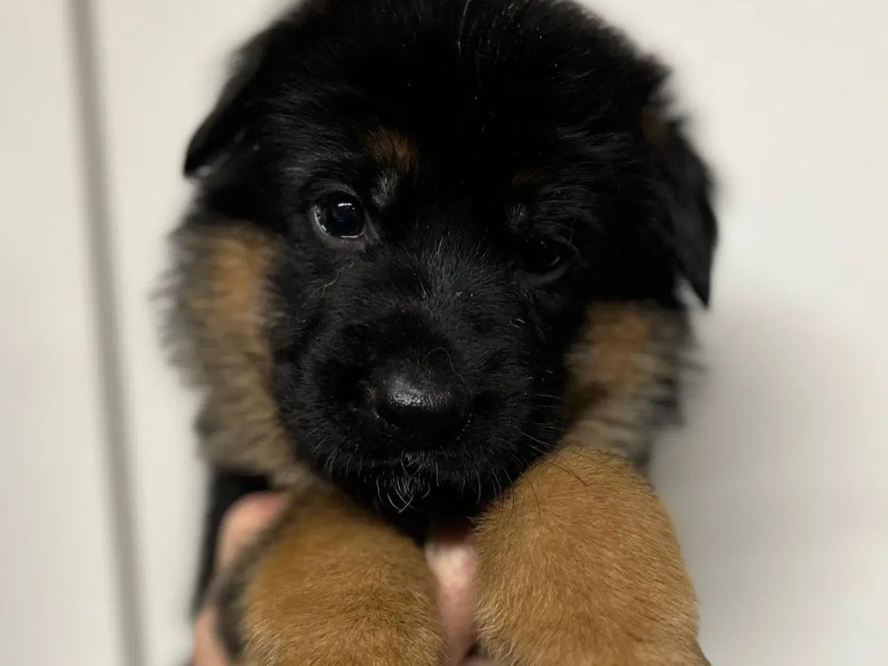 Billede 9 - Langhåret og korthåret schæfer hvalpe