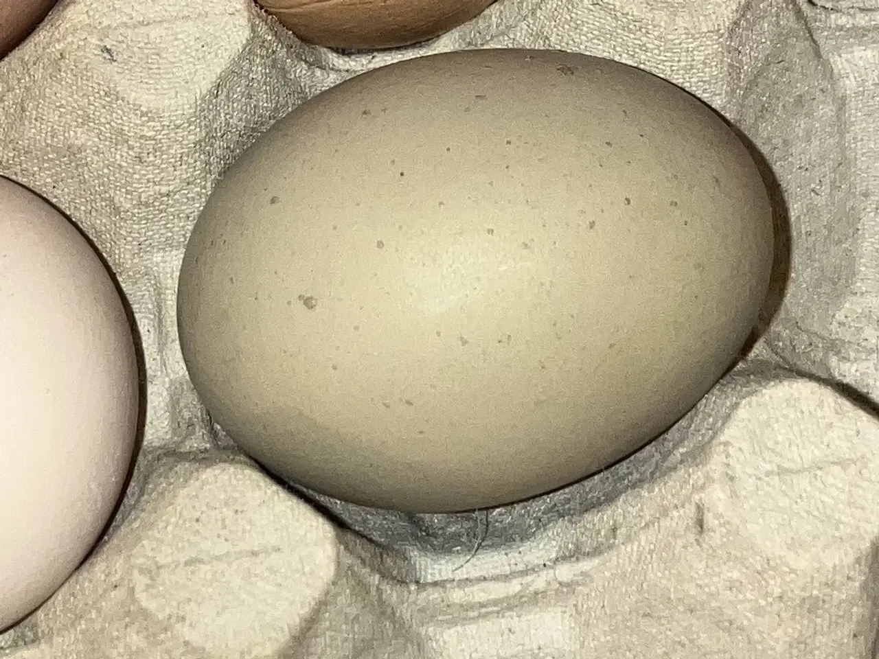 Billede 2 - Araucana /grønlægger HANE