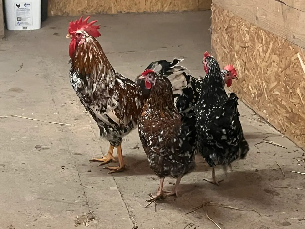 Billede 7 - Rugeæg fra racehøns 