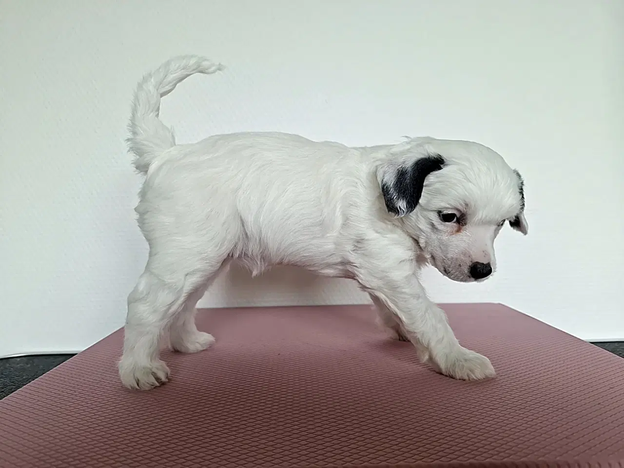 Billede 3 - Chinese crested/ powder puff med DKK stamtavle