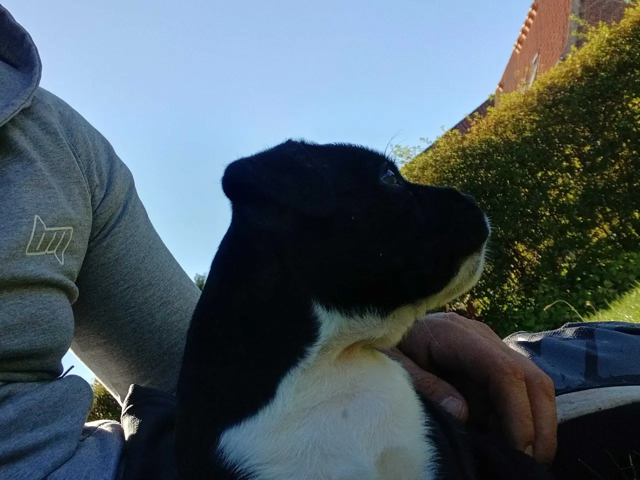 Billede 11 - Staffordshire bull terrier hvalp brindle 