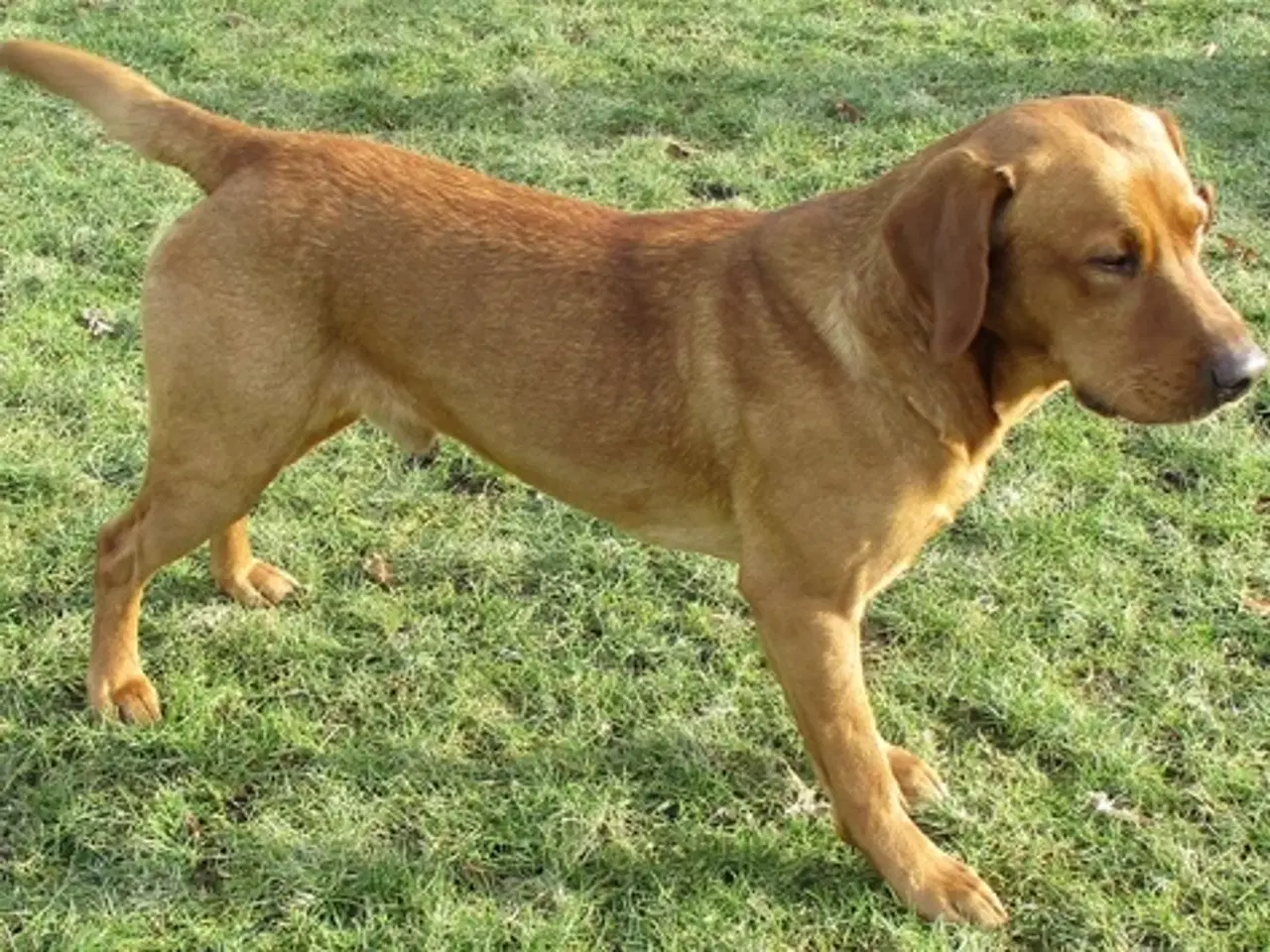 Billede 1 - Sort Labrador han hvalp 